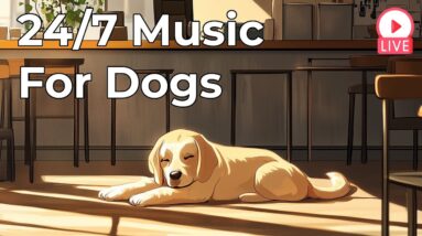 🔴 [LIVE] Calming Music for Dogs 24/7 Relax and Stress Relief