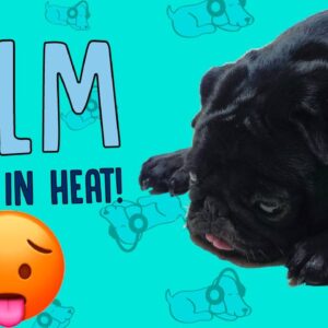 How to Calm a Dog in Heat!