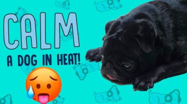 How to Calm a Dog in Heat!