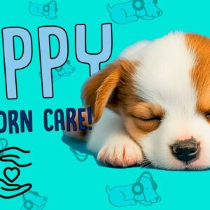 How to Care for Newborn Puppies!