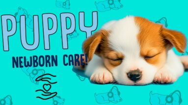 How to Care for Newborn Puppies!