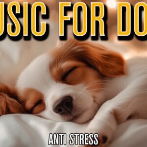 MUSIC FOR DOGS: Calming Soundscape for Anxious Dogs with Stress!