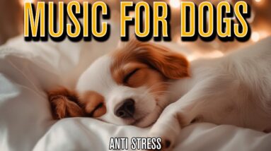 MUSIC FOR DOGS: Calming Soundscape for Anxious Dogs with Stress!