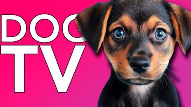 THE BEST Dog TV! Hours of Fun Videos for Dogs + ASMR Music!