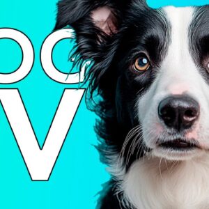 TV for Dogs: Beach and Hiking Entertainment for Dogs!