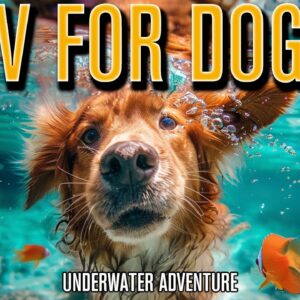 TV FOR DOGS! How to Relax Your Dog with Fun Underwater Videos!