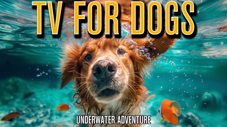 TV FOR DOGS! How to Relax Your Dog with Fun Underwater Videos!