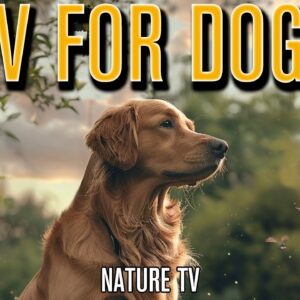 TV FOR DOGS: The Best Bird & Nature Entertainment Videos for Dogs!