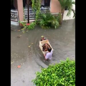 Two heroes rescue a dog during floods! #shorts #dogs #dog