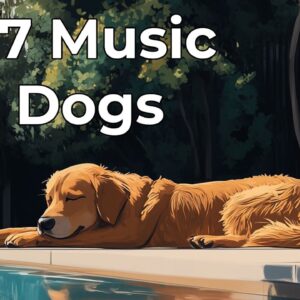 🔴 [LIVE] 24/7 Music for Dogs to Relax 🐶 Stress Relief and Calming