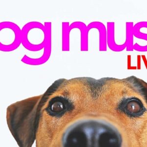 24/7 Dog Music Stream - Relaxing Sounds and Visual for Dogs to Watch