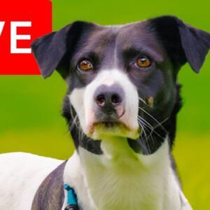 24/7 Variety Stream for Dogs to Watch | Relax My Dog Relaxation Stream