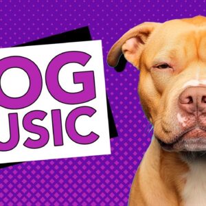 🔴 [LIVE] 24/7 Music to Calm Your Dog - Complete Relaxation Playlist