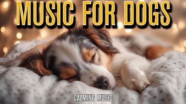 Dog Music Lounge | Chillout Vibes for Dogs with Anxiety!