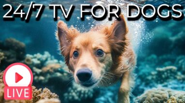 🔴 [LIVE] 24/7 Relaxing Videos for Dogs with Soothing Music