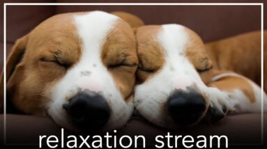 Relaxation Experience for Dogs - Relax My Dog Stress and Anxiety Tool for Dogs