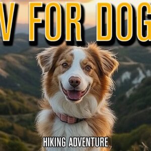 TV FOR DOGS | Virtual Hiking Videos for Bored Dogs!