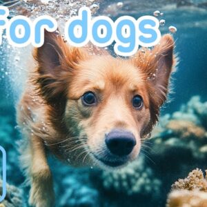 UNDERWATER DOG TV | Fun & Entertaining Videos for Bored Dogs!