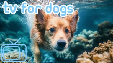 UNDERWATER DOG TV | Fun & Entertaining Videos for Bored Dogs!