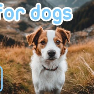 Virtual Dog TV | Hiking Reality Videos TV for Bored Dogs!