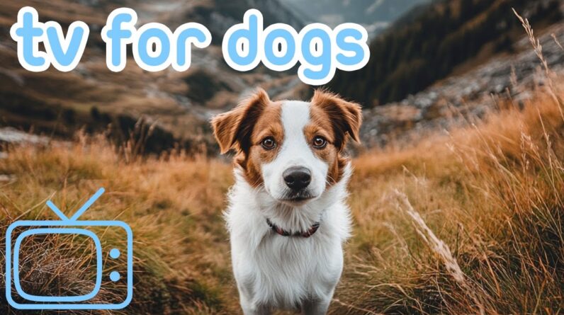 Virtual Dog TV | Hiking Reality Videos TV for Bored Dogs!