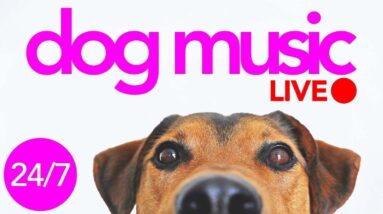 24/7 Dog Music Stream - Relaxing Sounds and Visual for Dogs to Watch