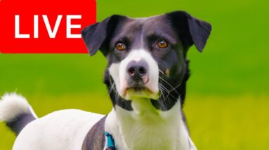 24/7 Variety Stream for Dogs to Watch | Relax My Dog Relaxation Stream