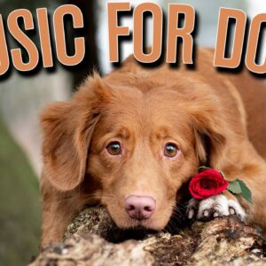 4 HOURS of Calming Music for Dogs: Anti Separation Anxiety Relief