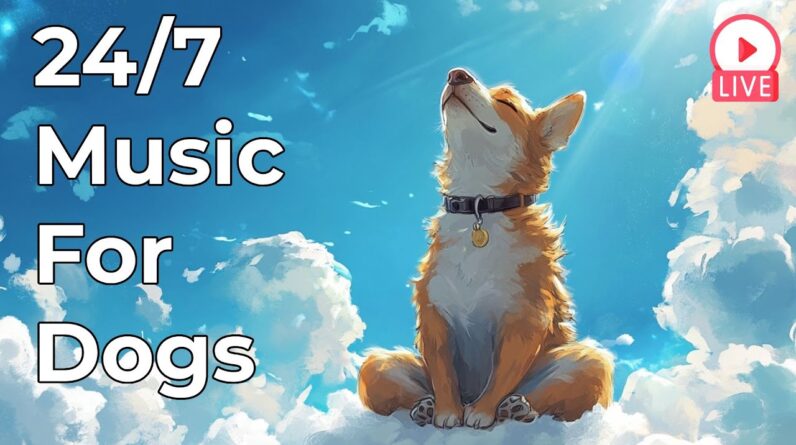 🔴 [LIVE] Relaxing Music for Dogs to Calm Down – 24/7 Stress Relief