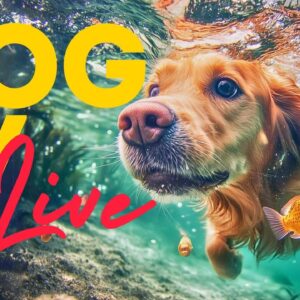 🔴 [LIVE] Dogsitting TV - Virtual Walking Video to Calm Your Dog with Relaxing Dog Music 🎶