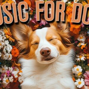 Calm Dog Anxiety Music| Fast Acting | Heals Anxiety and Insomnia!