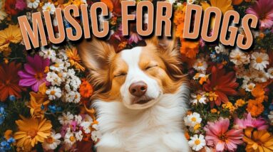 Calm Dog Anxiety Music| Fast Acting | Heals Anxiety and Insomnia!