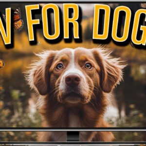 Dog TV for Dogs to Watch: The Best Entertaining Video for Relaxation & Stress Relief!