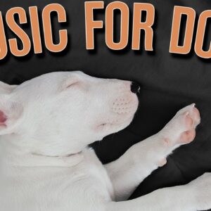 [NEW] DOG MUSIC | Calming Anti Separation Anxiety Relaxation Music for Dogs!