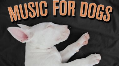 [NEW] DOG MUSIC | Calming Anti Separation Anxiety Relaxation Music for Dogs!