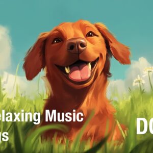 🔴 24/7 Ambient Music for Dogs to Relax