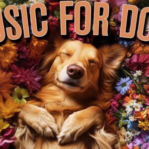 Dog Music 🐶 Calming Music for Dog for Separation Anxiety Relief!