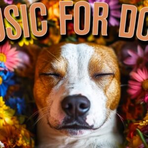 Dog Music for a Dogs Ear: The Best Calming Relaxation Music for Dog Anxiety!