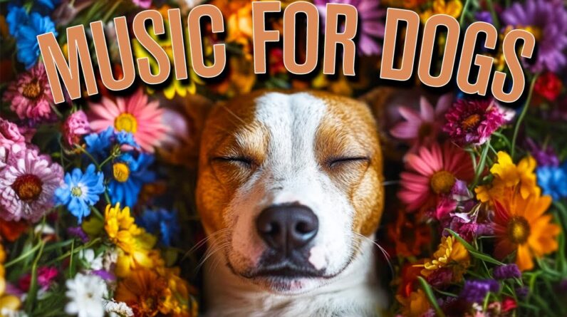 Dog Music for a Dogs Ear: The Best Calming Relaxation Music for Dog Anxiety!