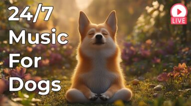 🔴 [LIVE] Stress Relief Music for Dogs to Relax 24/7 🐶 Calming Sounds