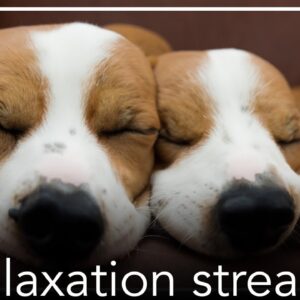 Relaxation Experience for Dogs - Relax My Dog Stress and Anxiety Tool for Dogs