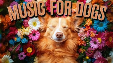 4 HOURS of Separation Anxiety Music for Dog Relaxation!