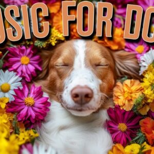 Deep Sleep Music for Dogs: Anti Anxiety Music to Help Dogs Sleep