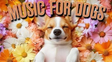 DOG MUSIC | Relaxing Sleep Sounds to Soothe Anxious & Restless Dogs