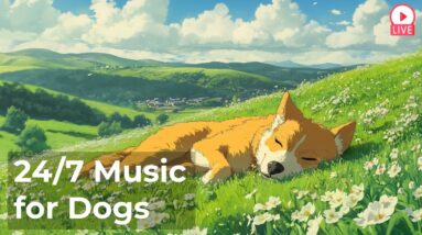 🔴 [LIVE] Calm Music for Dogs to Relax 24/7