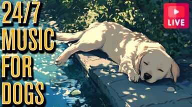 🔴 Music To Relax Your Dog - Endless Relaxation Playlist