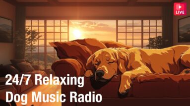 🔴[LIVE] Relaxing Calm Music for Dogs 24/7