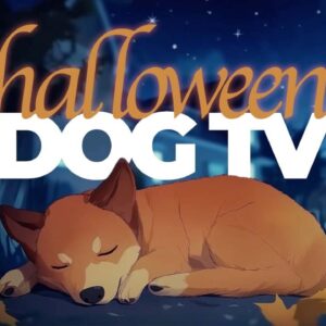 🎃 [LIVE] Halloween TV For Dogs! Spooky & Entertaining Video for Dogs to Watch (Halloween Special)