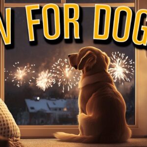 Firework Anti Anxiety Fun TV: With Music to Help Your Dog on Bonfire Night! [NO ADS]