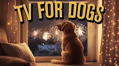 Firework Anti Anxiety Fun TV: With Music to Help Your Dog on Bonfire Night! [NO ADS]